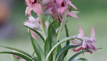Orchidée Serapias neglecta - VAR