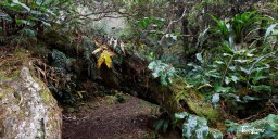 Chemin botanique de l'ilet Alcide - Réunion