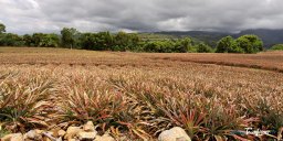 Culture de l'ananas Victoria à La Réunion Photo n°1