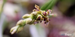 OrchidÃ©e Bulbophyllum prismaticum - RÃ©union Photo nÂ°3