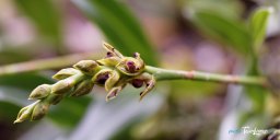 OrchidÃ©e Bulbophyllum prismaticum - RÃ©union Photo nÂ°4