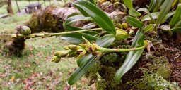 Orchidée Bulbophyllum prismaticum - Réunion Photo n°7