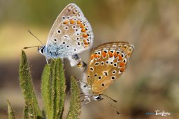 Accouplement de papillons Azurés communs