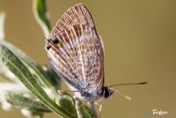 Papillon Azuré - photo macro Photo n°1