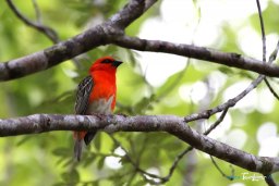 Le Cardinal de Madagascar - Tamron 18-270 mm Photo nÂ°1