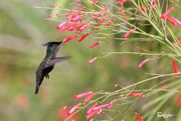 Vol d'un colibri huppé - Martinique Photo n°1