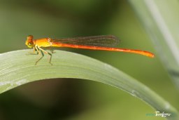 Demoiselle d'étang de couleur orange Photo n°1