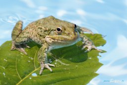 Le sourire d'une grenouille verte d'Europe ! Photo n°2
