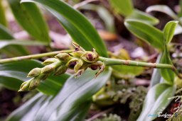 Orchidée Bulbophyllum prismaticum - Réunion Photo n°5