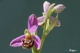 OrchidÃ©e Ophrys apifera - France Sud Est Photo nÂ°3
