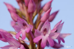 OrchidÃ©e sauvage de France - Orchis pyramidal Photo nÂ°2