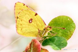 Papillon jaune sur un Trèfle Photo n°1