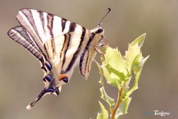 Papillon Flambé - Iphiclides podalirius Photo n°1