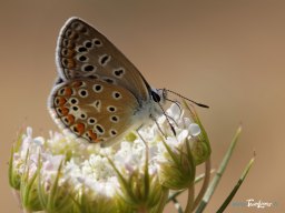 Photo d'un papillon Azuré sur une ombelle blanche