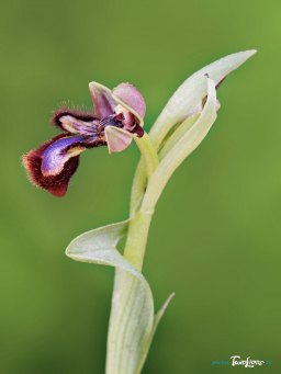 Ophrys miroir - Sigma 150mm f/2.8 Macro