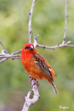Cardinal (Foudia madagascariensis) - Réunion Photo n°4