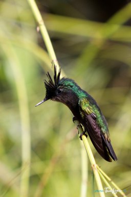 Colibri huppé - Martinique Photo n°1