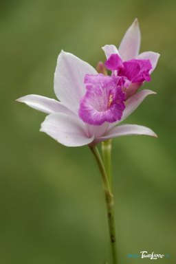 Orchidée Bambou Photo n°1