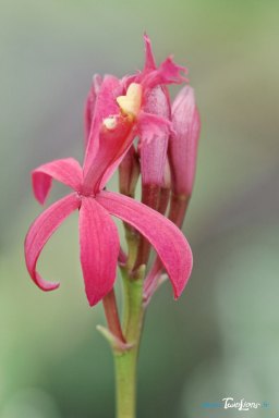 Orchidée Epidendrum Secundum - Orchidée indigène de la Réunion
