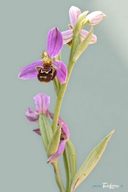 OrchidÃ©e Ophrys apifera - France Sud Est Photo nÂ°2