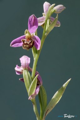 OrchidÃ©e Ophrys apifera - France Sud Est Photo nÂ°4