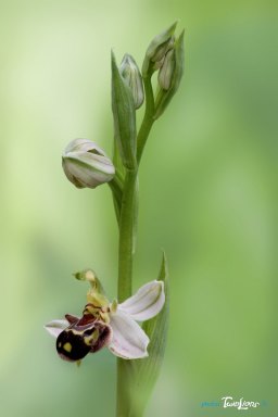 OrchidÃ©e Ophrys apifera (hypochrome) Photo nÂ°1