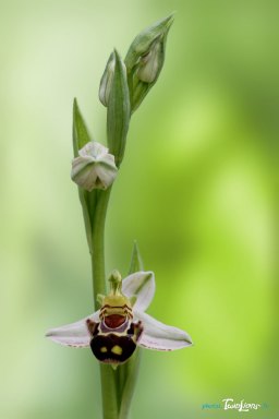 Orchidée Ophrys apifera (hypochrome) Photo n°2
