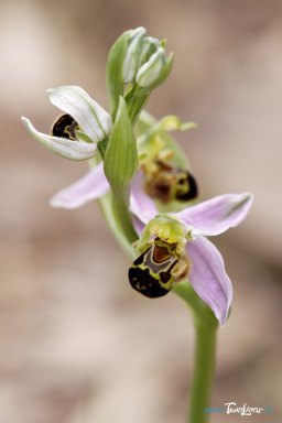Orchidée Ophrys apifera