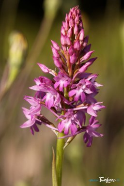 OrchidÃ©e sauvage de France - Orchis pyramidal