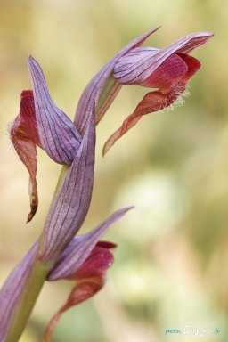 Orchidée Sérapias à labelle allongé - Var (83) Photo n°1