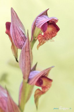Orchidée Sérapias à labelle allongé - Var (83) Photo n°2