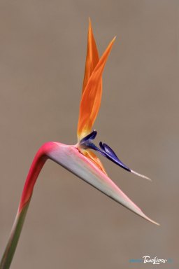 Strelitzia, l'oiseau de paradis - Plante
