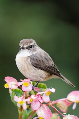 Un oiseau endémique de la Réunion, le 