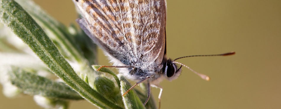 Papillon Azuré - photo macro