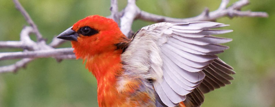Cardinal (Foudia madagascariensis) - Réunion