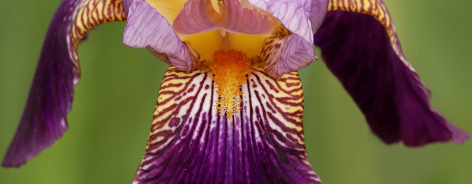 Retouche photo d'une fleur d'Iris - Sigma 150 Macro