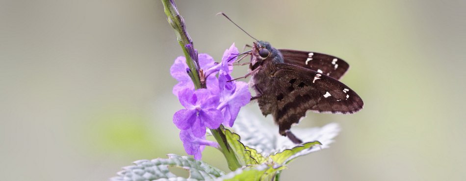 Long-tailed Skipper, un papillon de la Dominique