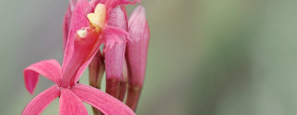 Orchidée Epidendrum Secundum - Orchidée indigène de la Réunion
