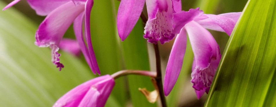 OrchidÃ©e jacinthe
