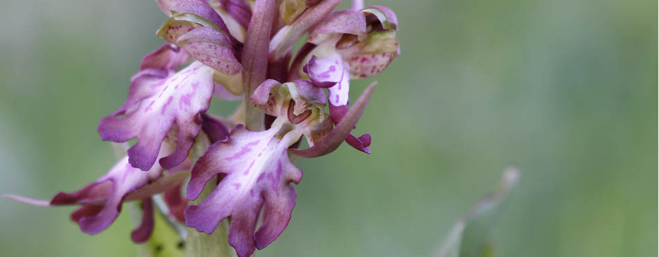 Orchis géant, une orchidée terrestre européenne
