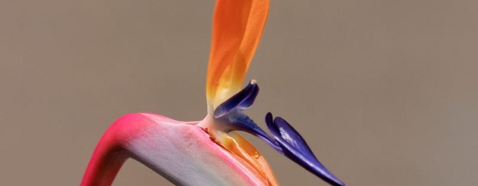 Strelitzia, l'oiseau de paradis - Plante